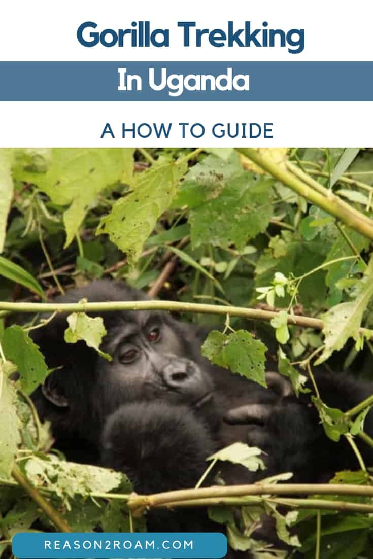 Gorilla Trekking: A How to Guide - Reason2Roam